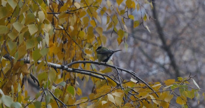 Tit sitting on a branch of yellow birch in autumn