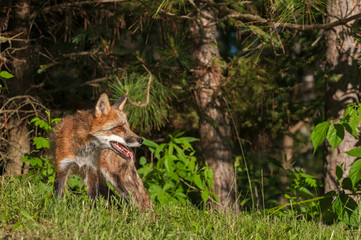 Naklejka na ściany i meble Red Fox Vixen (Vulpes vulpes) on Edge of Woods