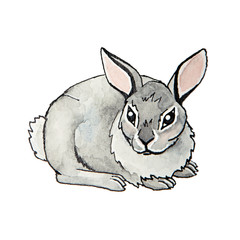 Cute watercolor rabbit