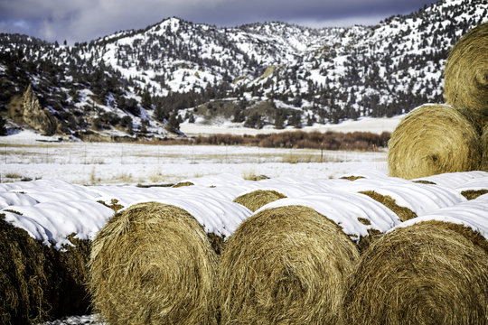 Hay Bails