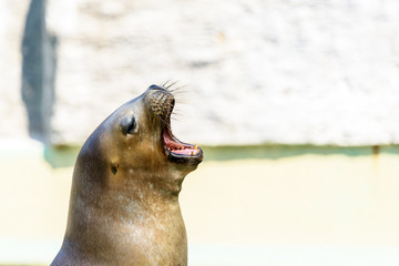 Naklejka premium Brown Seal Head Close Up