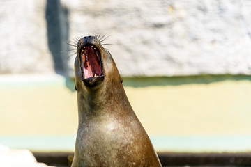 Brown Seal Head Close Up