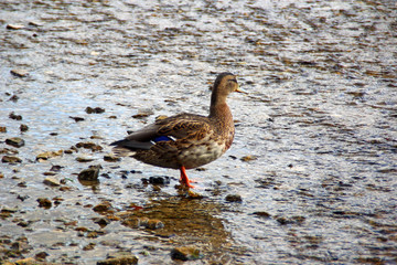 Wild duck
