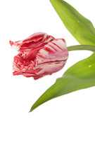 beautiful colorful red-white tulip - 98273304