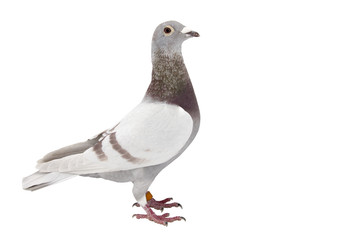 pigeon bird isolated on white