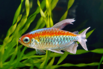 Fototapeta premium Congo tetra fish in the aquarium.