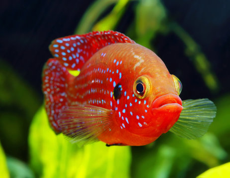 The African jewelfish (Hemichromis bimaculatus) In Aquarium