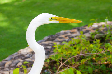 Great Egret bird