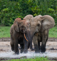 Fototapeta premium Forest elephants playing with each other. Central African Republic. Republic of Congo. Dzanga-Sangha Special Reserve. An excellent illustration.