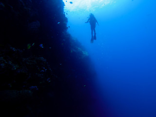 Silhouette of diver at a wall with fish and corals