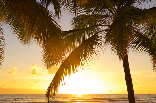 Twilight with palm tree