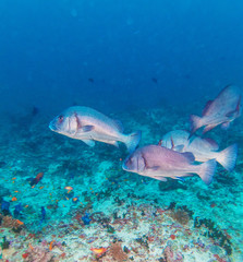 Gibbus sweetlips (Plectorhinchus gibbosus)