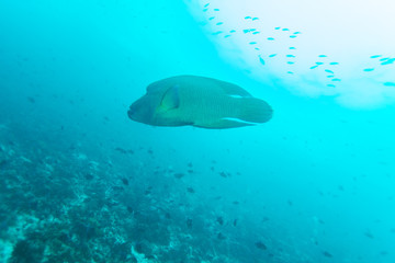 Fototapeta premium Napoleon Fish, Humphead wrasse (Cheilinus undulatus)