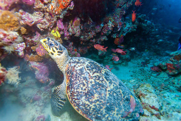 The Hawksbill Turtle (Eretmochelys imbricata) near Corals