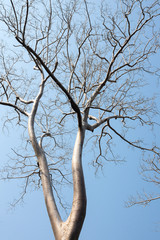 Crown of banyan tree