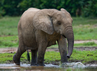 A baby forest elephant. Central African Republic. Republic of Congo. Dzanga-Sangha Special Reserve. An excellent illustration.