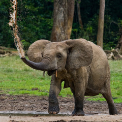 Forest elephant drinking water from a source of water. Central African Republic. Republic of Congo. Dzanga-Sangha Special Reserve.  An excellent illustration.