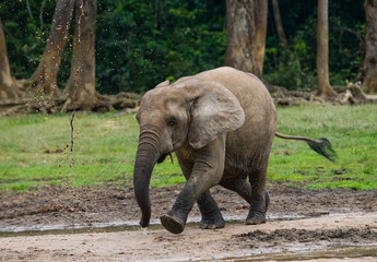 A baby forest elephant. Central African Republic. Republic of Congo. Dzanga-Sangha Special Reserve. An excellent illustration.