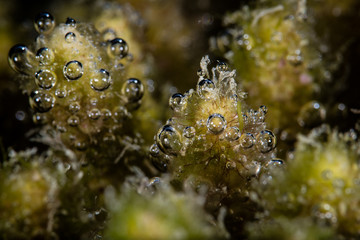 Algae and Bubbles of Oxygen on Dead Coral Reef