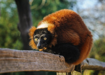 Portrait of an adult red ruffed lemur at the zoo, The Netherland