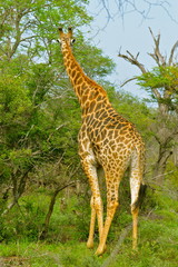 Girafe, Afrique, de dos