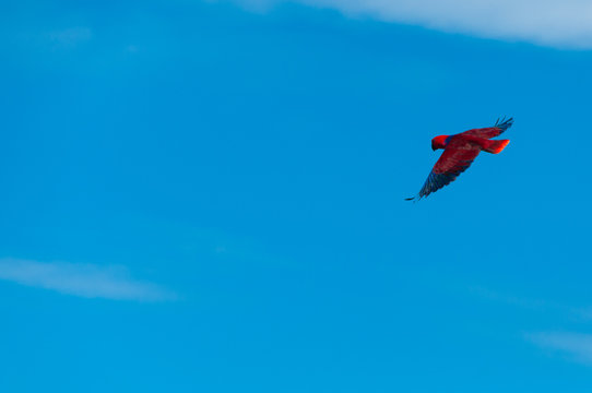 Red Bird parrot Gliding Freely in the clear blue sky