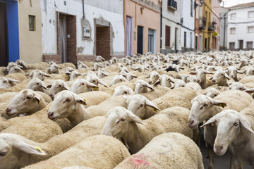 a flock of sheep crossing a town street