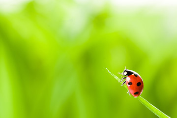 red ladybug on green grass