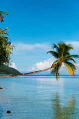 Fototapeta na wymiar Fallen Coconut Tree hanging horizontal over The blue Ocean at a beach in Raja Ampat
