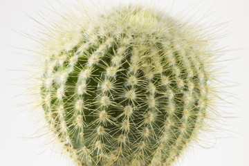 Beautiful cactus on white background