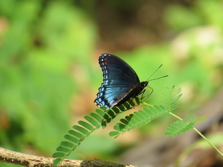 Iridescent Blue Morpho Butterfly