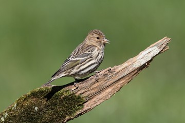 Pine Siskin Perched