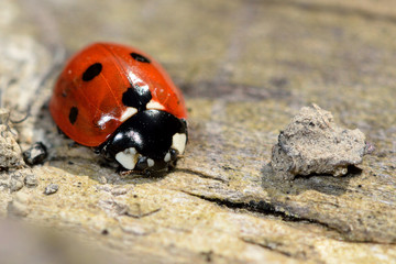 Naklejka premium Seven-spot ladybird (Coccinella septempunctata) 