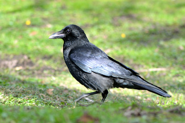 Carrion crow (Corvus corone) profile with glossy feathers
