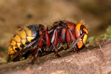 Hornet (Vespa crabro) queen
