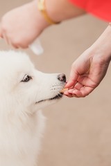 Fototapeta premium Woman feeding hungry pet dog