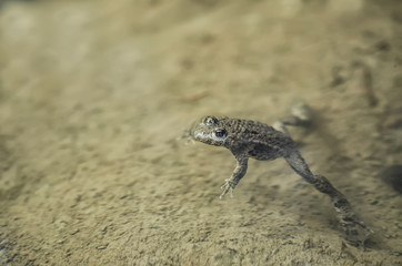 Frog in water
