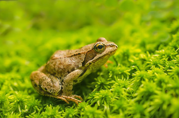 Frog in the grass