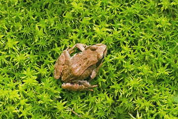Frog in the grass