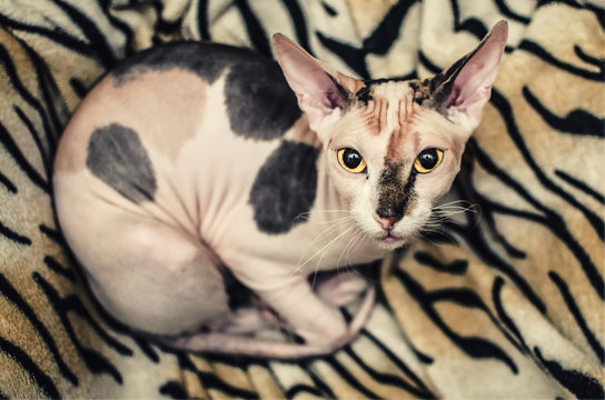 sphynx cat