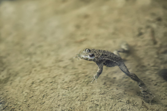 Frog in water