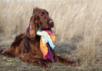 Funny dog wearing a colorful scarf
