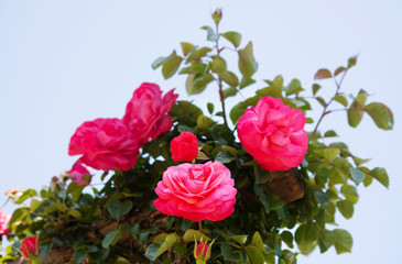  rose bushes