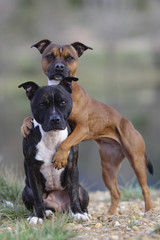 Staffordshire bull terrier hugging
