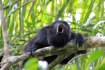 Obraz premium Black Howler monkey, in Belize, howling