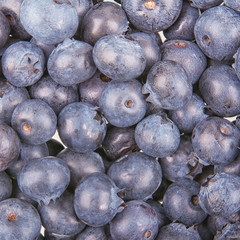 Freshly picked group of blueberries as background