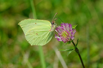 Green butterfly sitting on the clover flower