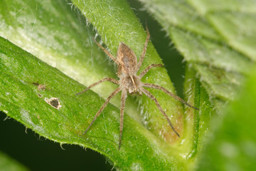 Brown spider sitting on a leaf