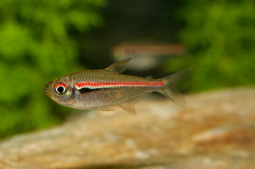 Fototapeta premium Tetra fish from the genus Hemigrammus