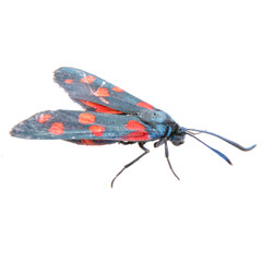 Six-spot burnet on the white background